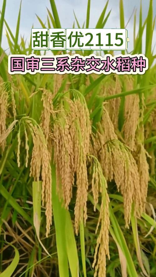 关于农业科技输出(杂交水稻技术)的信息