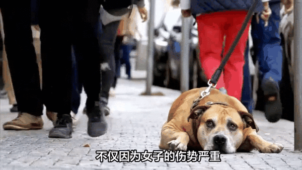 宠物伤人事件(宠物伤人案件)